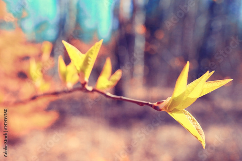toned background spring tree branches with young leaves sun glare blur bokeh