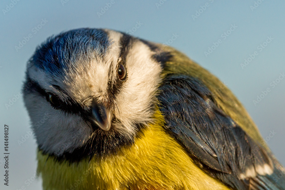 Fototapeta premium Blue tit, Cyanistes caeruleus, bird in a womans hand for bird banding