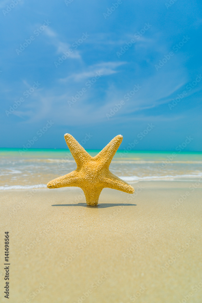 Starfish on the beach on a sunny day Starfish on the beach on a sunny day