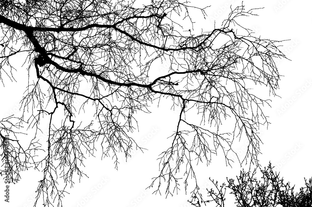 Realistic birch tree branches silhouette (Vector illustration).