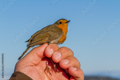 Robin, Erithacus rubecula, bird in a womans hand for bird banding
