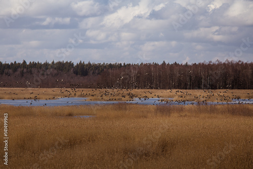 A beautiful early spring landscape with a flying flock of migratory geese over a lake
