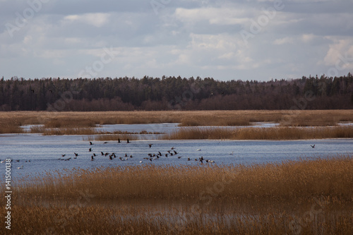 A beautiful early spring landscape with a flying flock of migratory geese over a lake