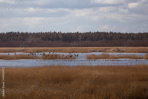 A beautiful early spring landscape with a flying flock of migratory geese over a lake