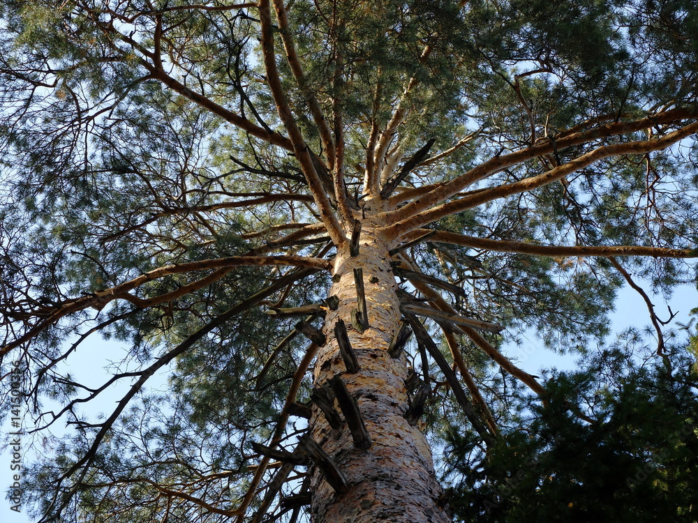 Fototapeta premium Sosna