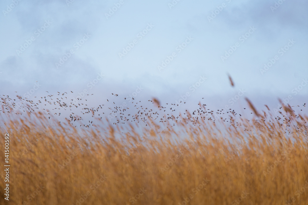 Obraz premium A beautiful early spring landscape with a flying flock of migratory geese over a forest of reeds