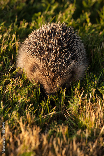 Hedgehog