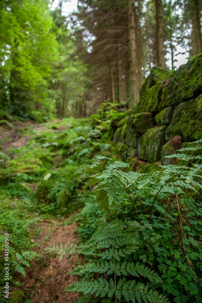 English pine forest English pine forest