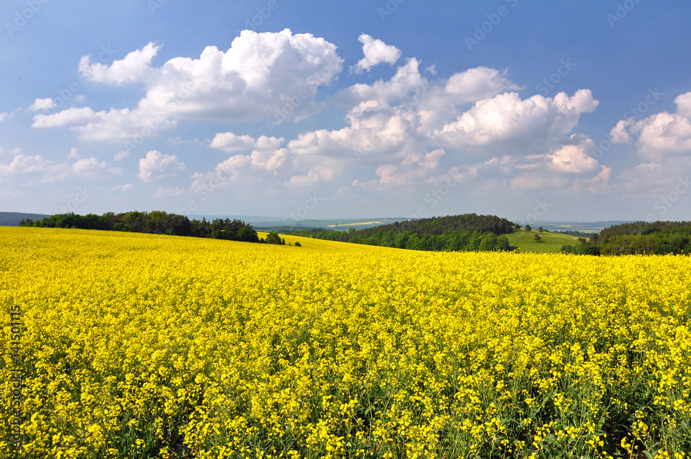 Rapsfeld im Thüringer Wald