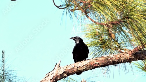 Canvas Print blackbird on a limb