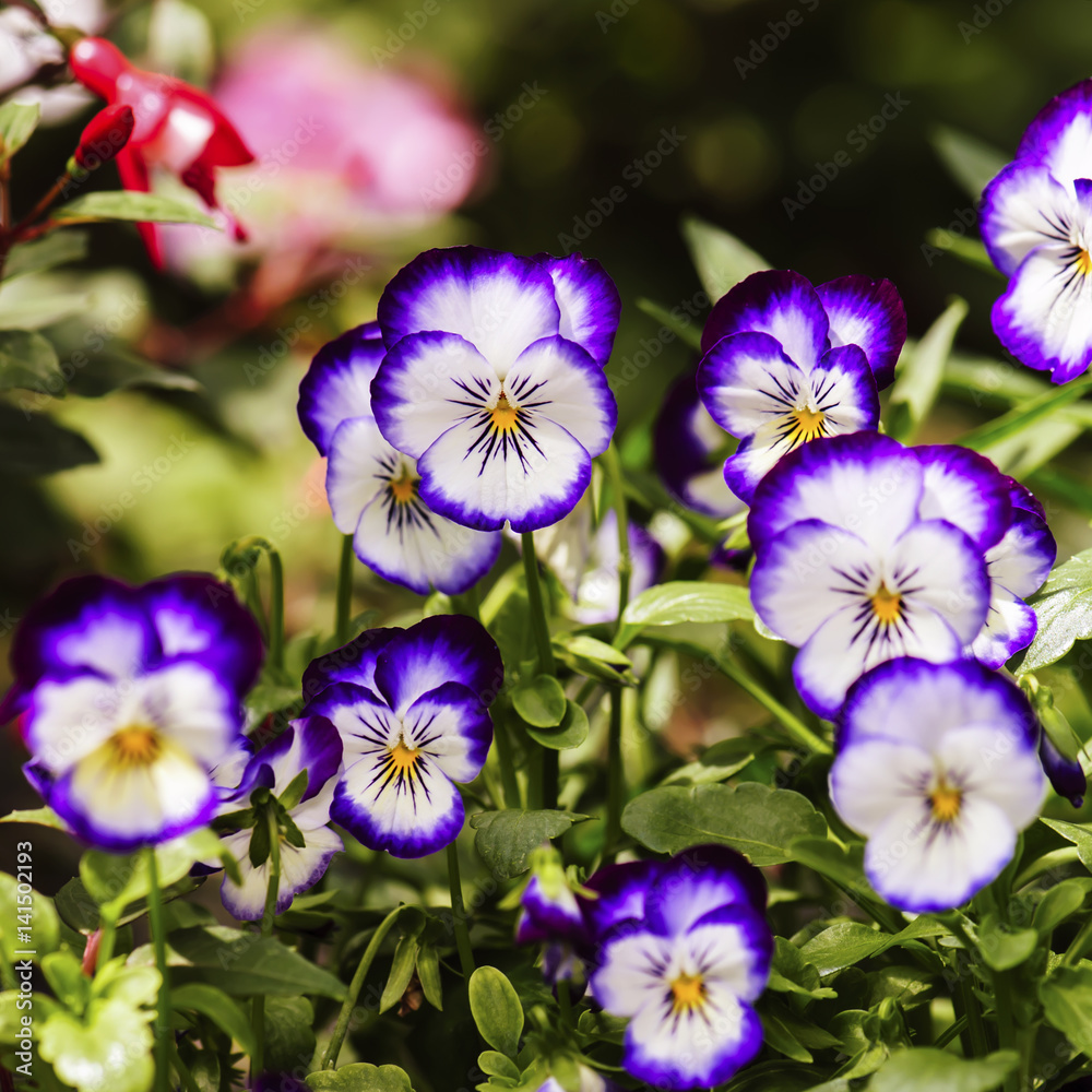 pansy (viola tricolor) flower pansy (viola tricolor) flower