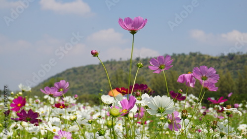 Cosmos flowers, field of cosmos flowers, field of cosmos flowers background and texture.Cosmos © FotoArtist