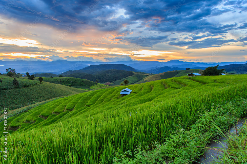 Green Terraced Rice Field in Pa Pong Pieng , Mae Chaem, Chiang Mai, Thailand Green Terraced Rice Field in Pa Pong Pieng , Mae Chaem, Chiang Mai, Thailand