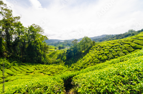 Green tea plantation on mountain at Cameron highland