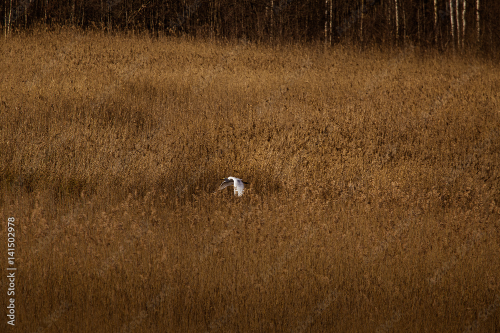 A beautiful white heron flying near the shore of a lake with reeds A beautiful white heron flying near the shore of a lake with reeds