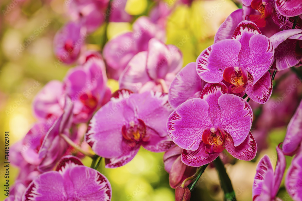 Closeup of Orchids flowers the queen of flowers in Thailand Closeup of Orchids flowers the queen of flowers in Thailand