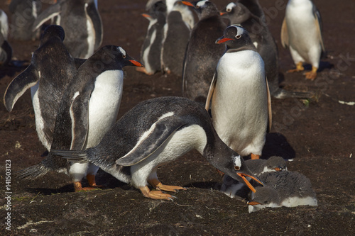 Gentoo Penguin (Pygoscelis papua) interacting with a chick on Sealion Island in the Falkland Islands