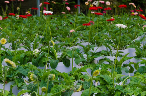 Chrysanthemum flower blossom field