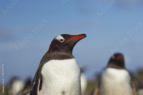 Gentoo Penguin  Pygoscelis papua  on Sealion Island in the Falkland Islands.