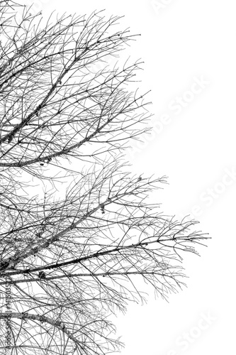 branches s  ches de pin sur fond blanc 