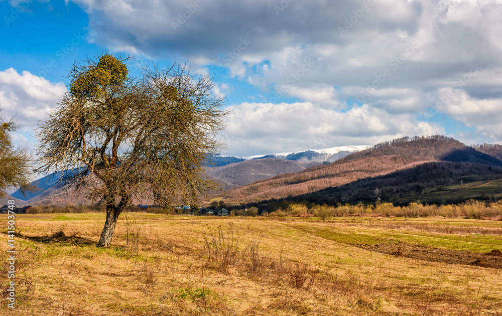 spring has sprung in rural area