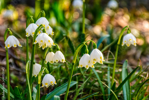 snowflake, first flowers of spring photo