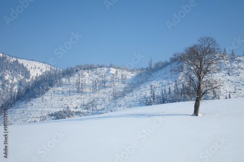 Winterlandschaft  Tannheimer Tal  Alpen