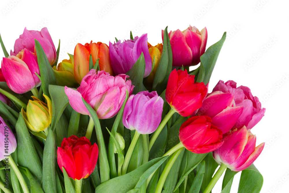 fresh pink, purple and red tulips flowers isolated on white background