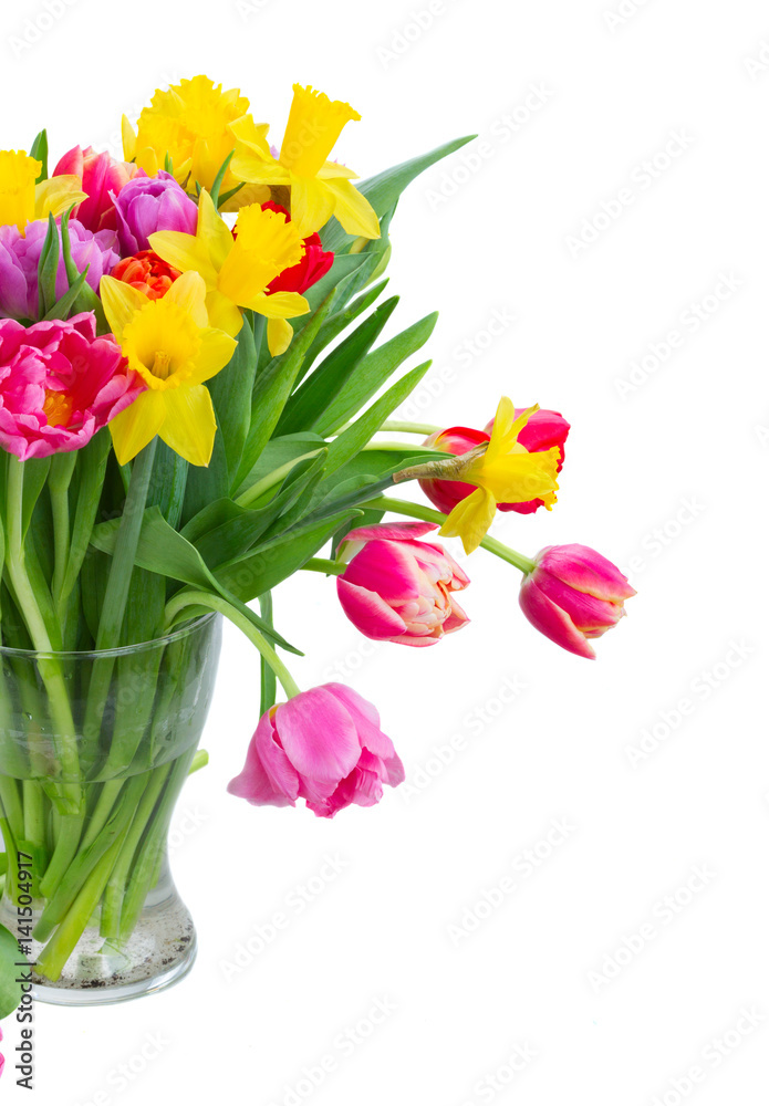 Obraz premium fresh pink, purple and red tulips and yellow daffodils in vase close up isolated on white background