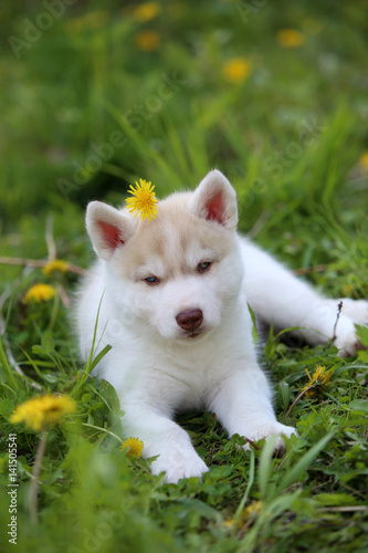 Siberian Husky puppy © Kseniia