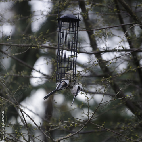  two little beutiful bird watching and eating