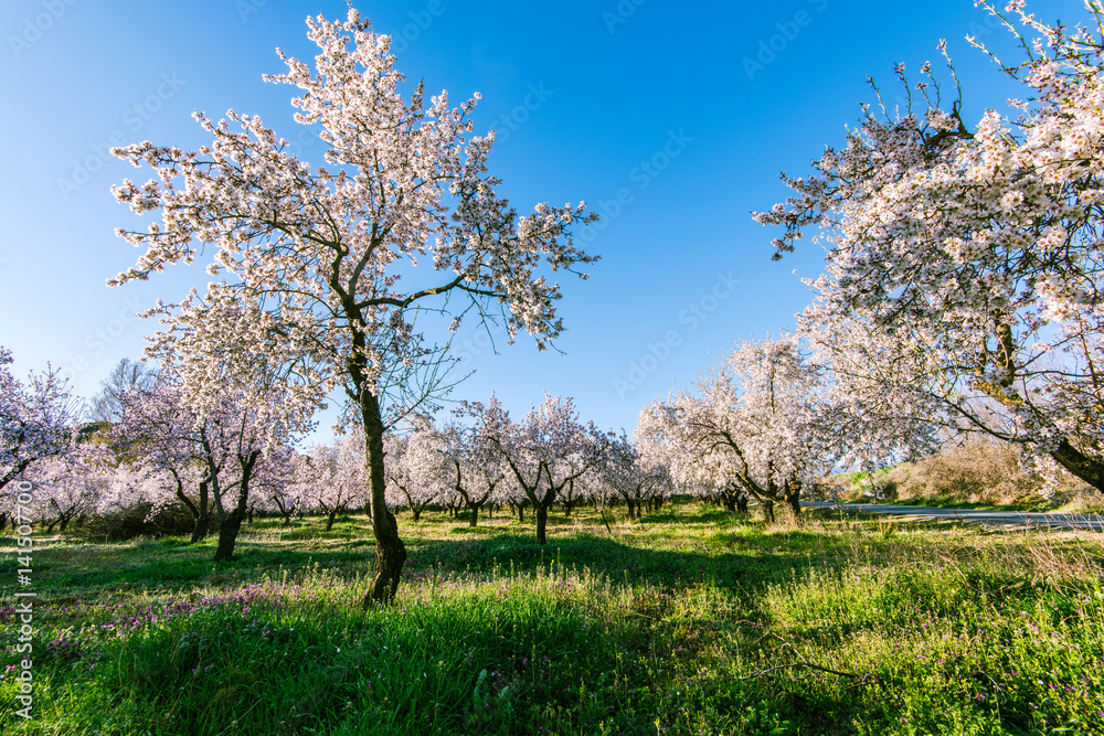 Blooming fruit trees in organic orchard