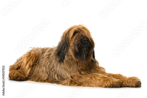 Quadro su tela Liegender Briard