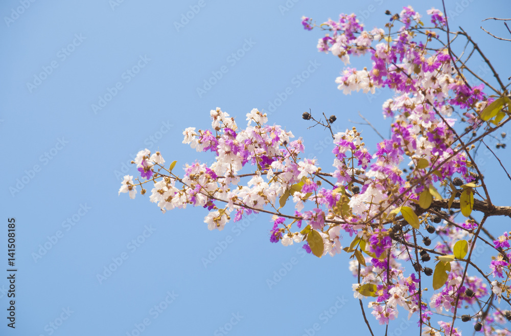 Lagerstroemia loudonii flower tree on blue sky background
Lagerstroemia loudonii flower tree on blue sky background