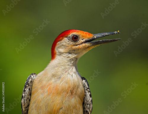 Red-bellied woodpecker with open beak © Mike
