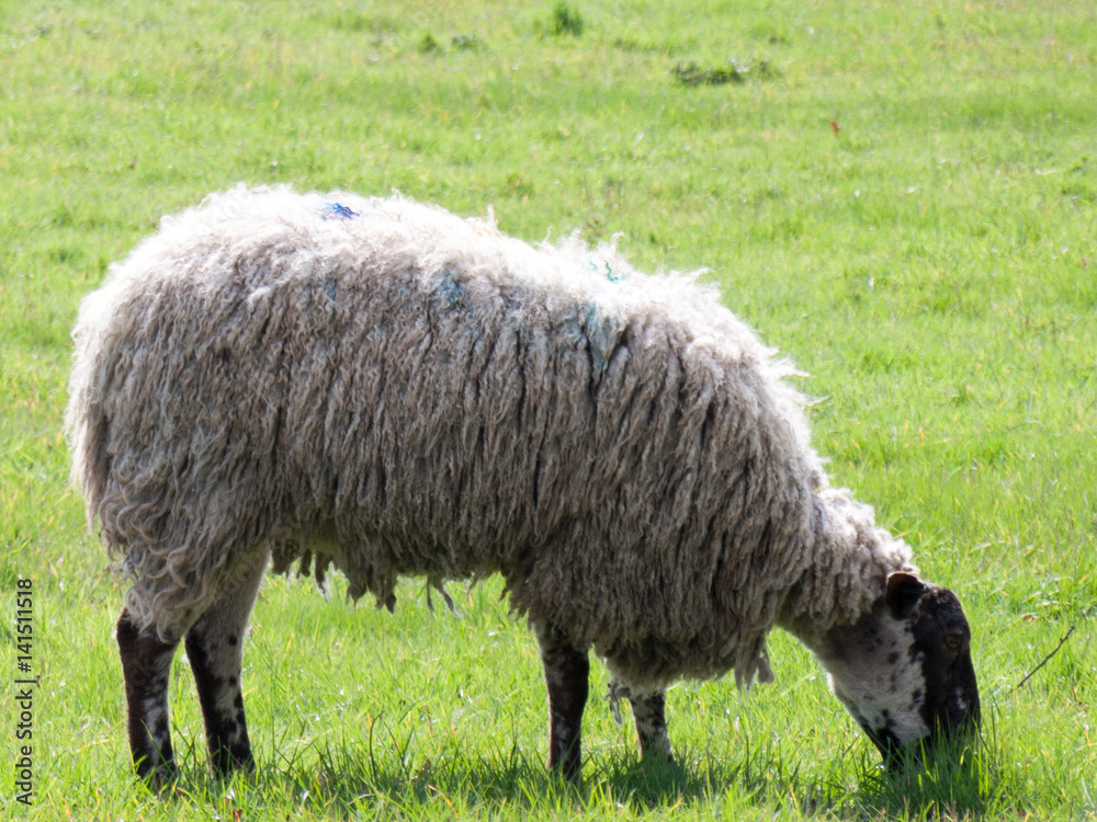 Sheep Eating Grass