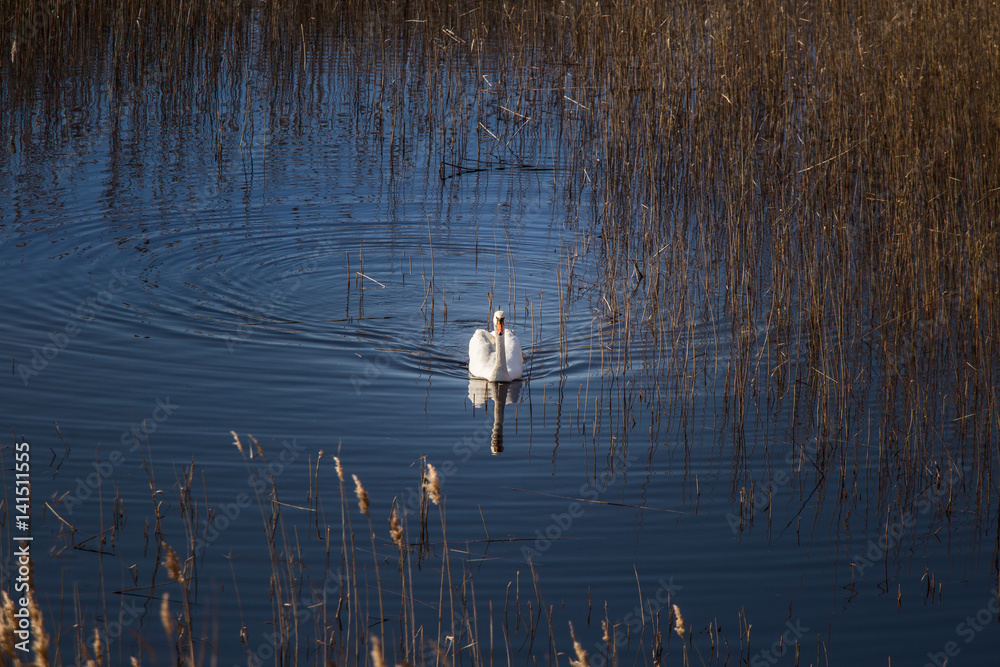 A beautiful white swan swimming in a lake with reeds