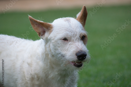 White dog