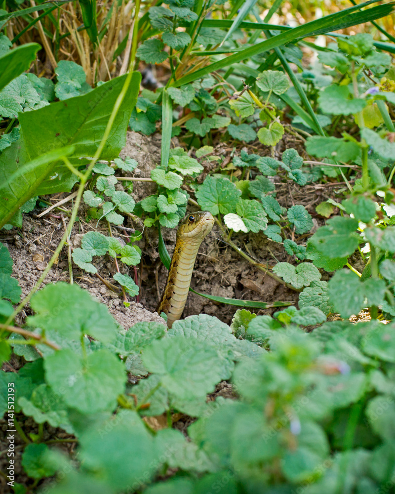 Garter snake sticking head out of hole in ground Garter snake sticking head out of hole in ground