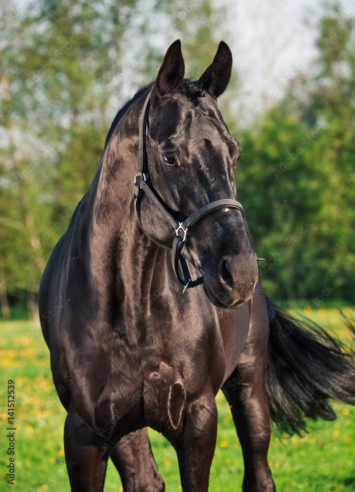 Portrait of beautiful black breed stallion Portrait of beautiful black breed stallion