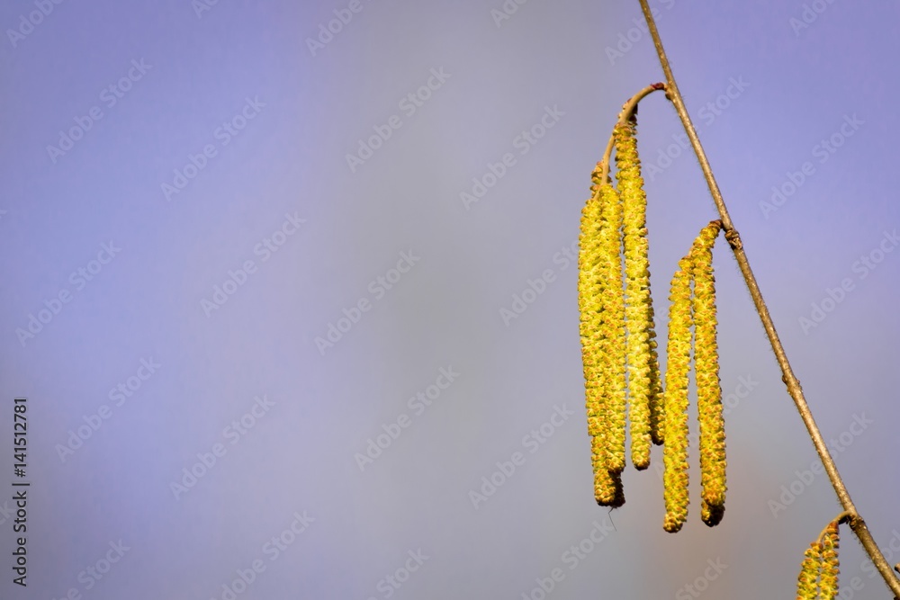 Naklejka premium Buds on trees