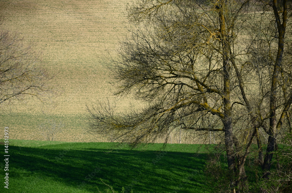 isolated tree in the green field isolated tree in the green field