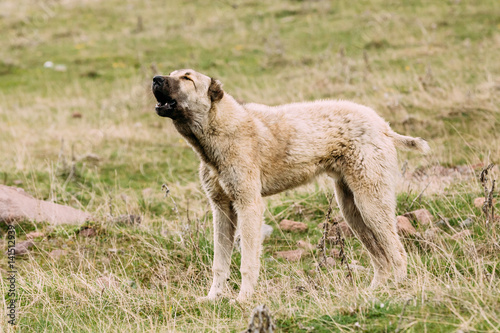 Central Asian Shepherd Dog Tending Sheep In The Mountains Of Georgia