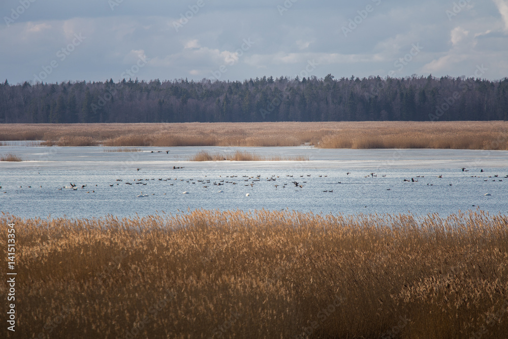 A beautiful early spring landscape with migratory birds