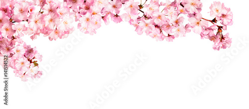 Rosa Kirschblüten vor weißem Hintergrund