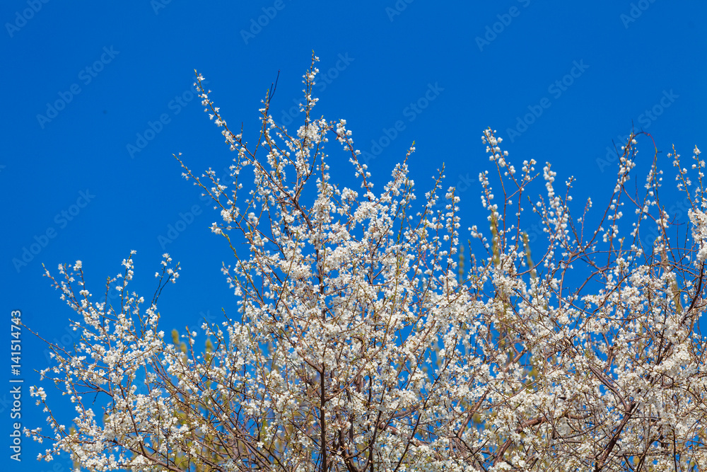 Spring flowers. Beautifully blossoming tree branch. Cherry
