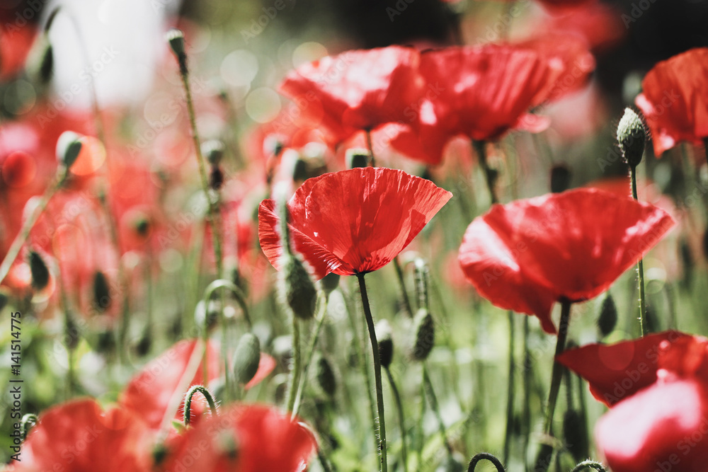 Fototapeta premium poppy field