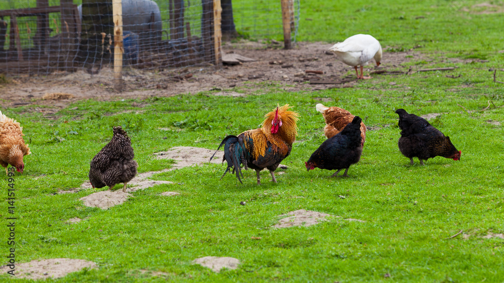 hen on the green grass. chickens, hens hen on the green grass. chickens, hens