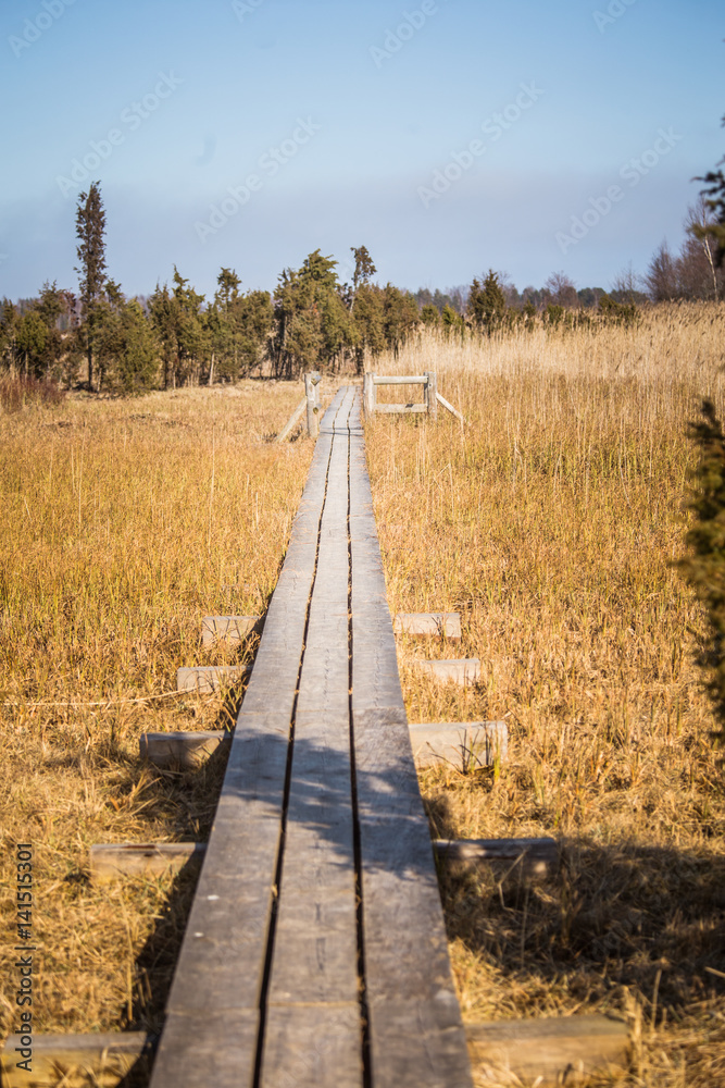 A beautiful wooden footpath through reeds on a lake in early spring A beautiful wooden footpath through reeds on a lake in early spring