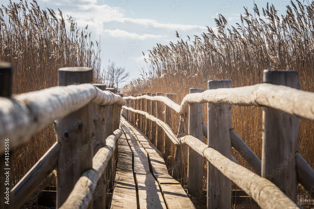 Fototapeta premium A beautiful wooden footpath through reeds on a lake in early spring